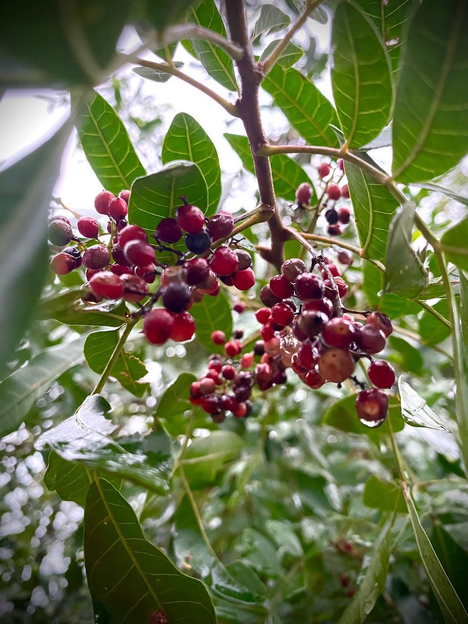decorative Brazilian peppertree