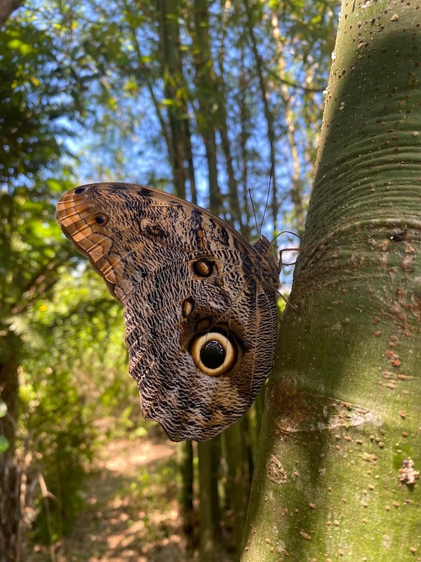 butterfly