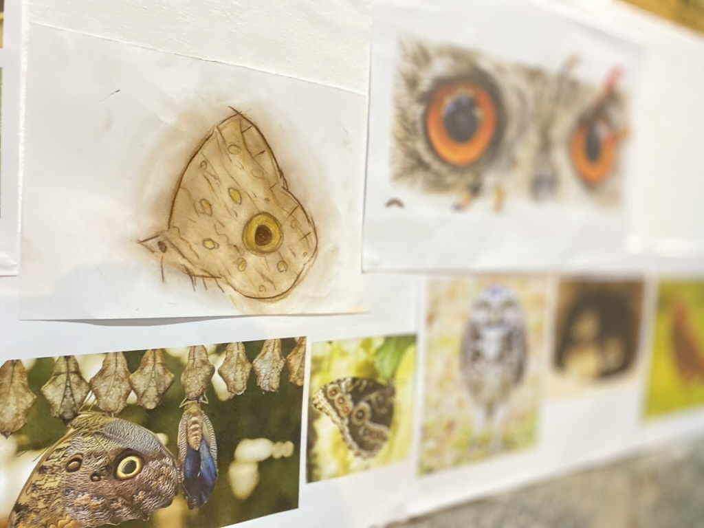 Drawings of a butterfly and an owl