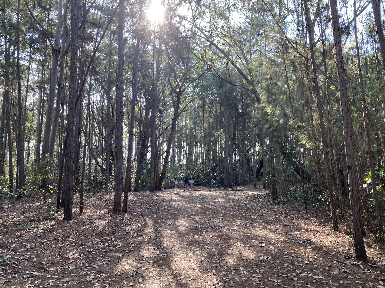 Group of friends participating in forest bathing activity