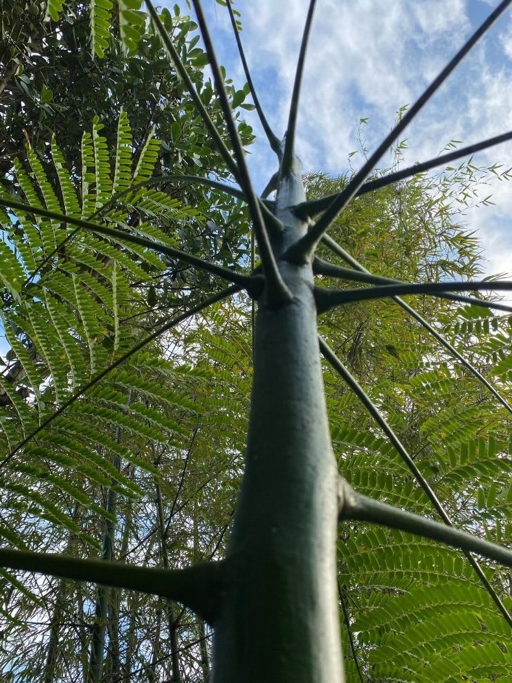 Young Brazilian firetree